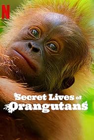 Watch Free Secret Lives of Orangutans (2024)